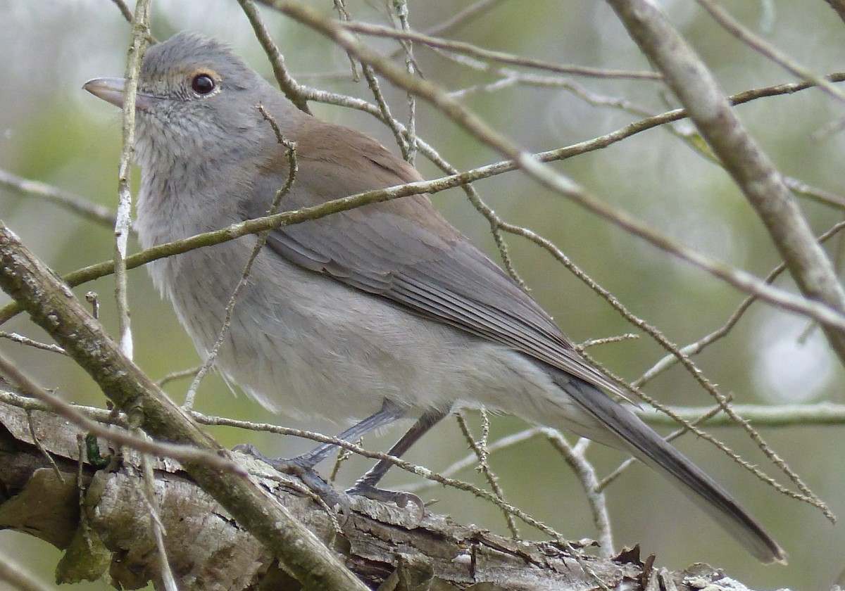 Gray Shrikethrush - ML28524581