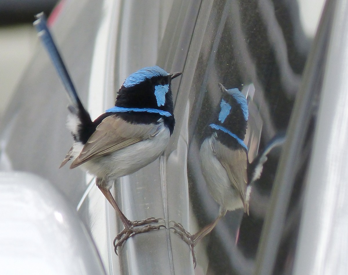 Superb Fairywren - ML28524591