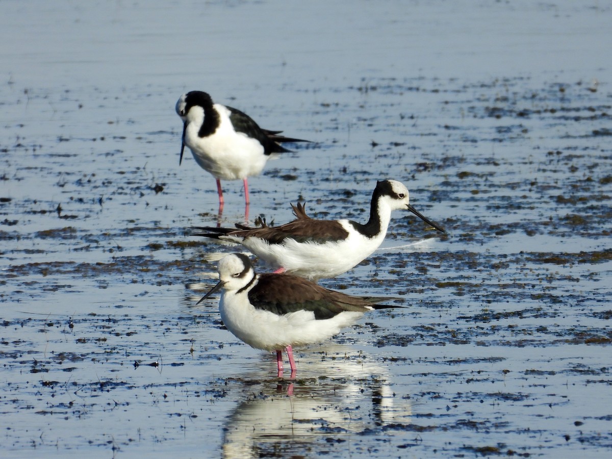 Black-necked Stilt - ML285246481