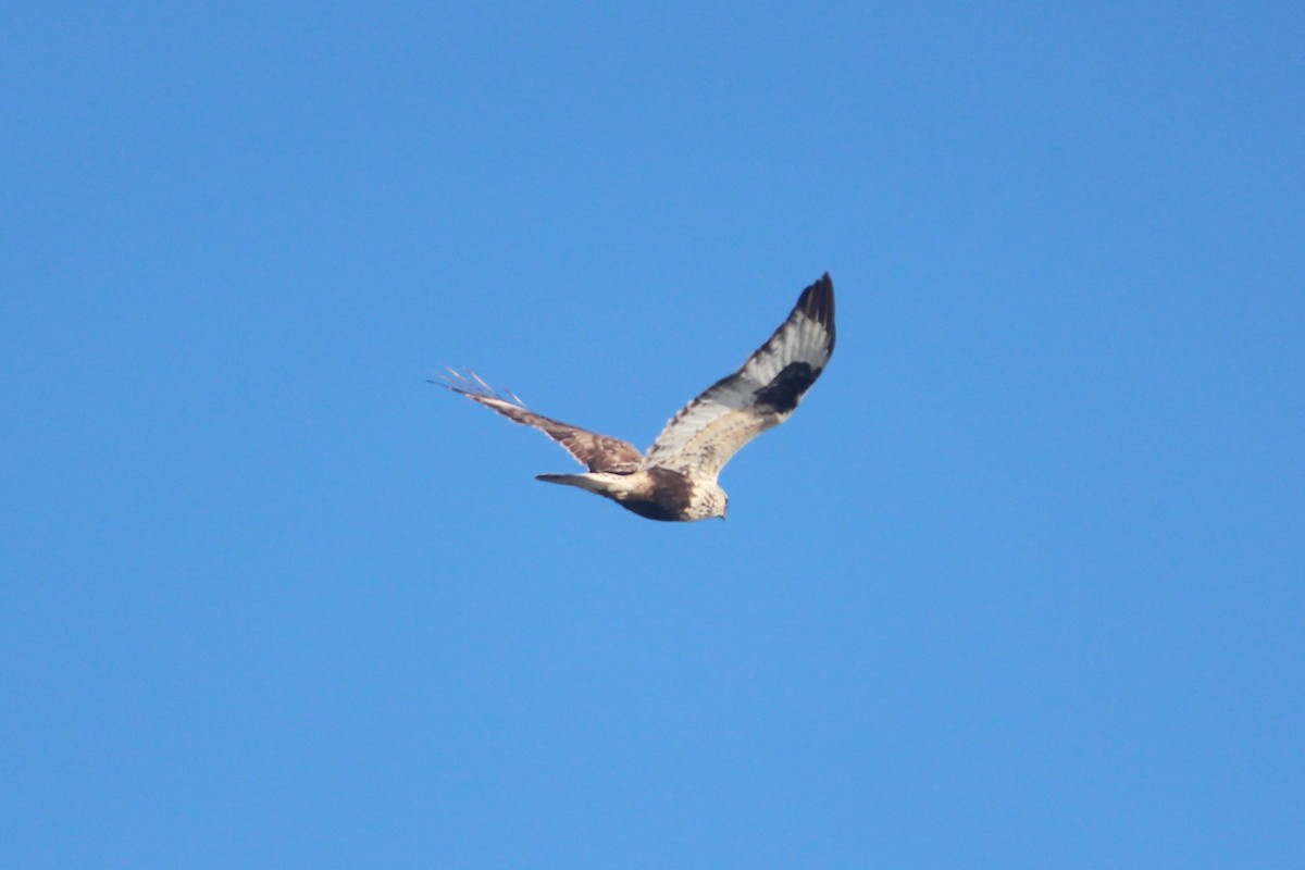 Rough-legged Hawk - ML285246711