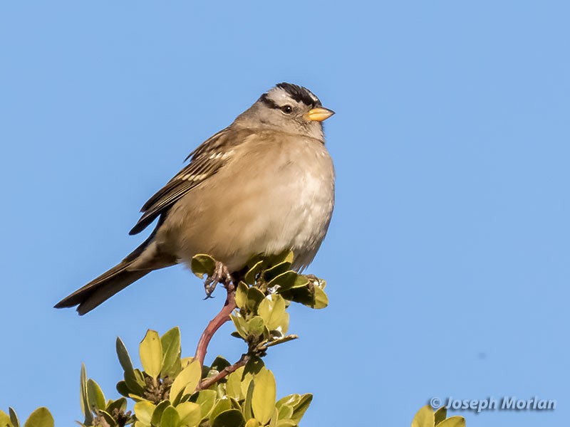 Bruant à couronne blanche - ML285247841