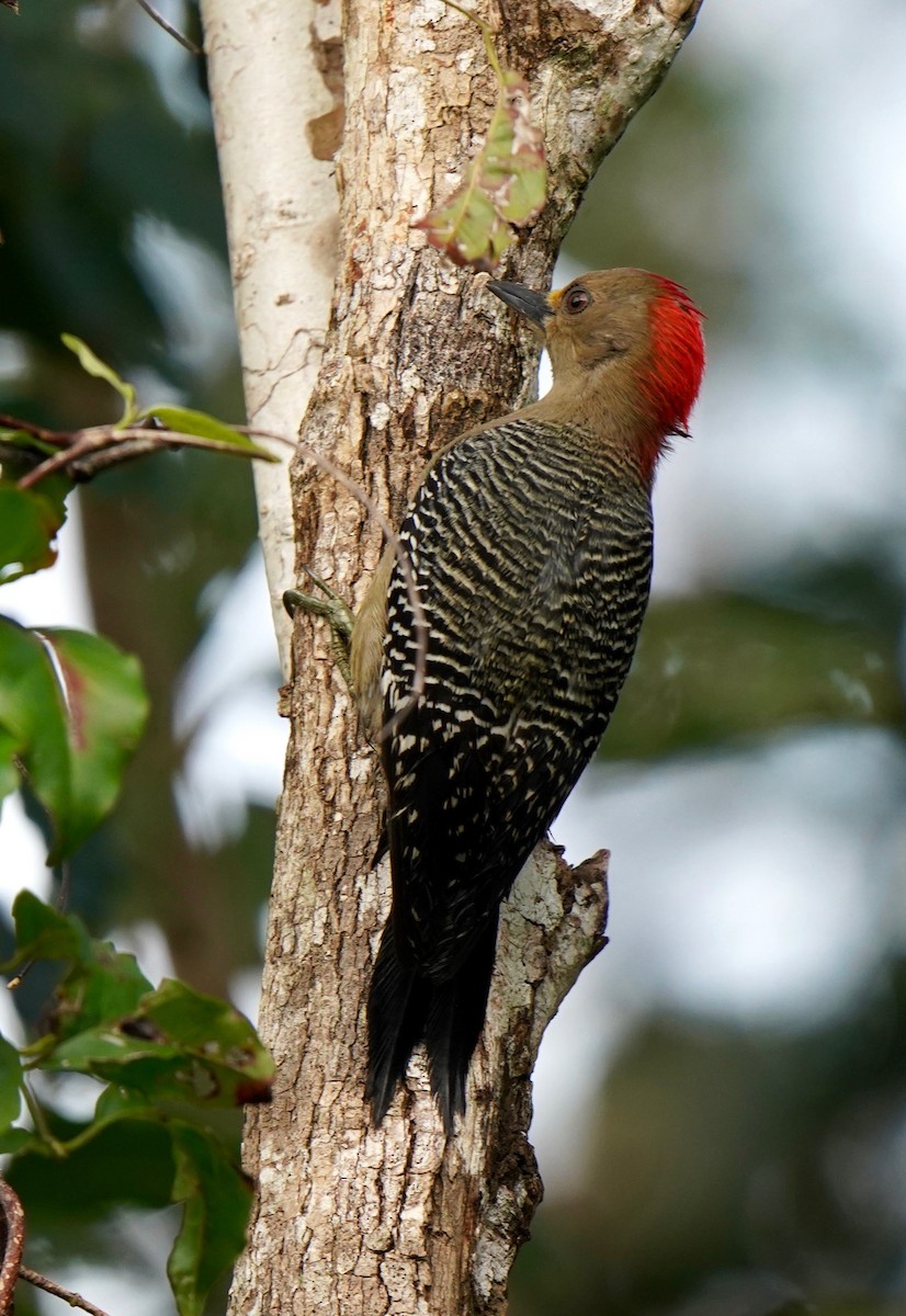 Yucatan Woodpecker - Sibylle Hechtel