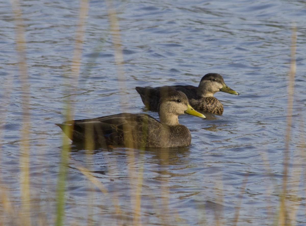 アメリカガモ - ML285250871