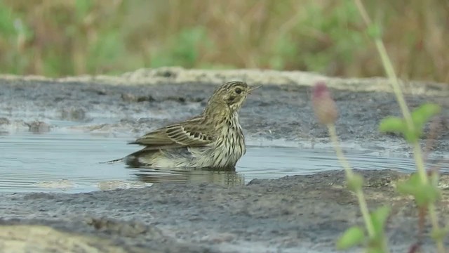 Tree Pipit - ML285253321