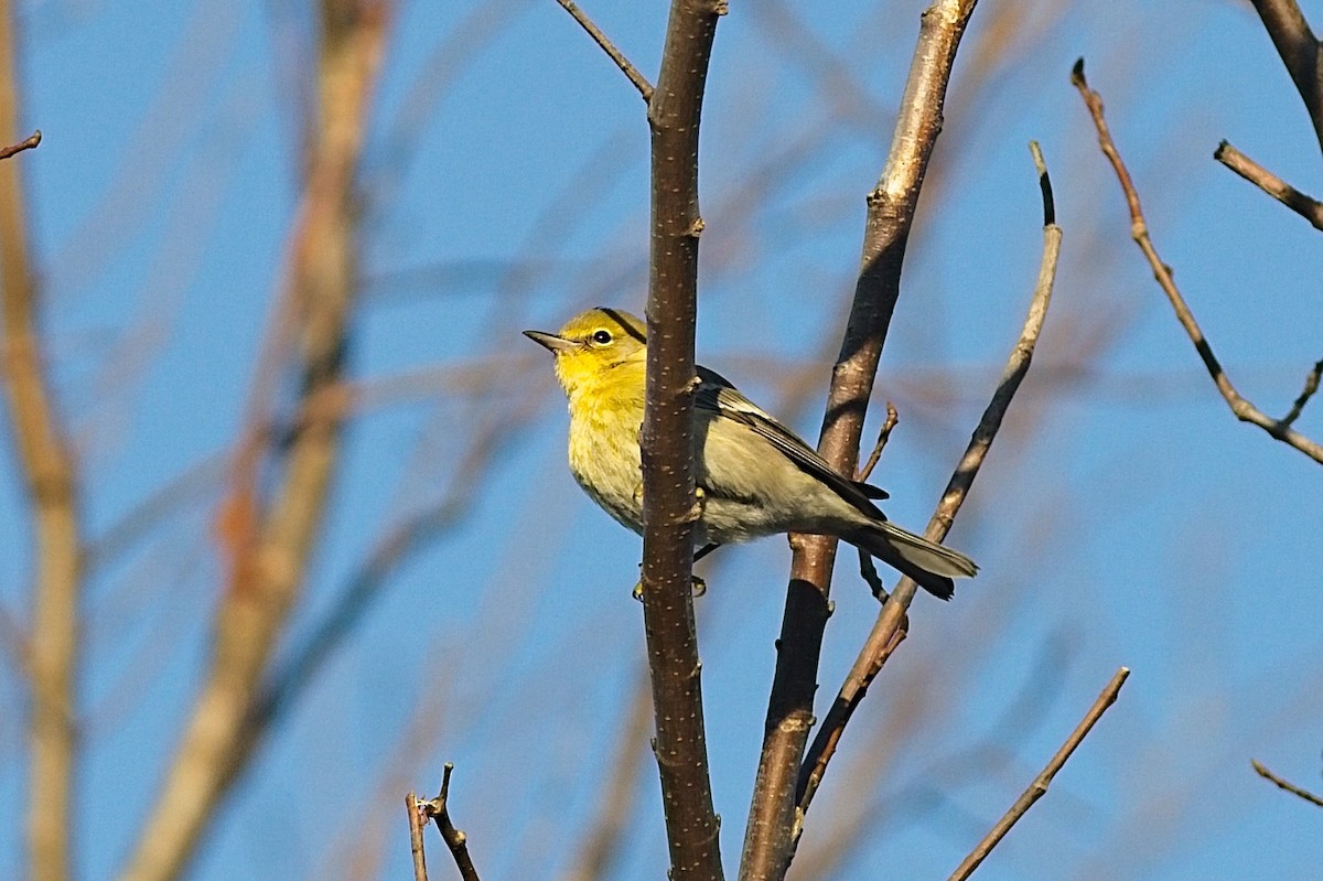 Pine Warbler - ML285253421