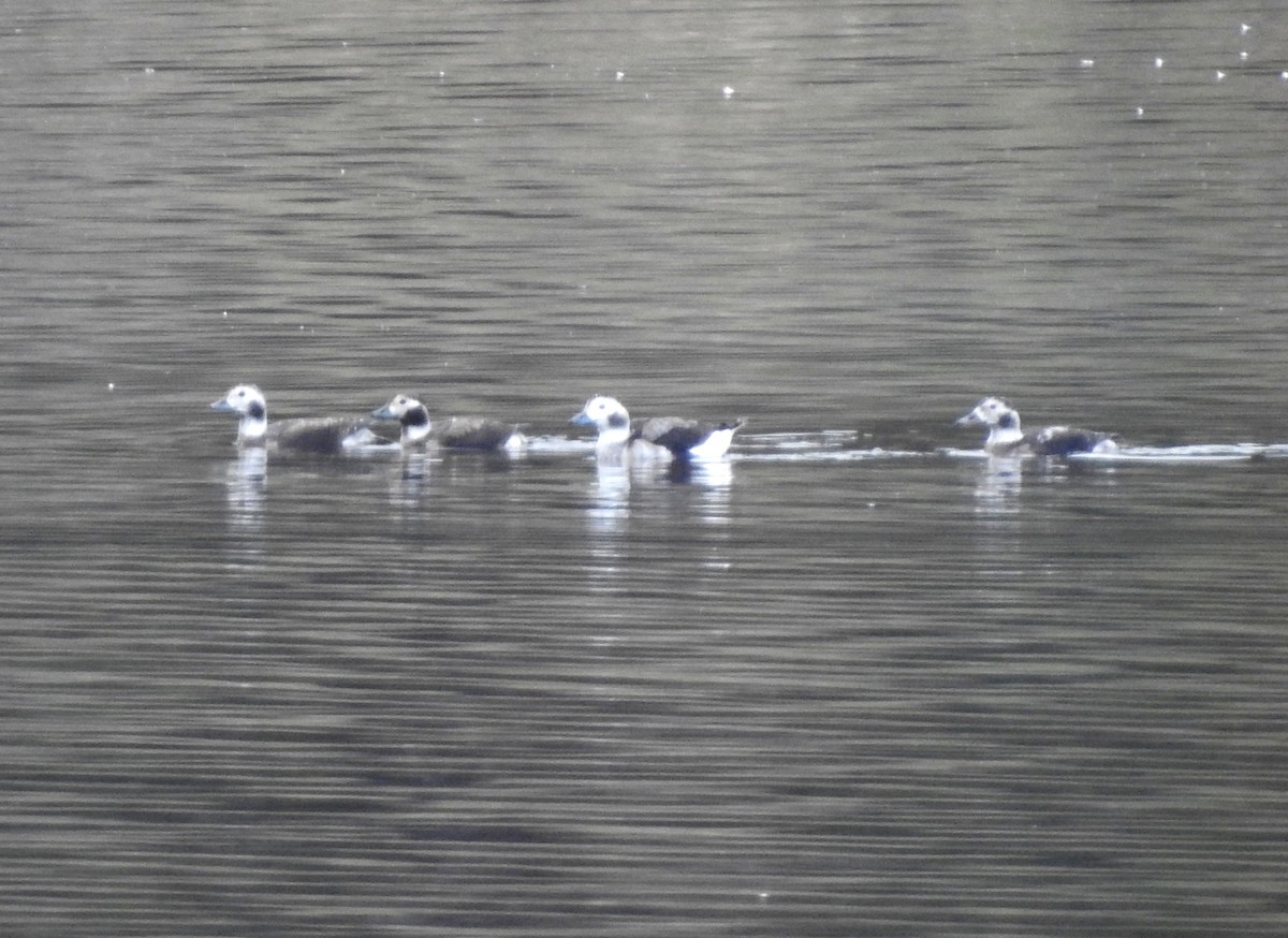Long-tailed Duck - ML285254481