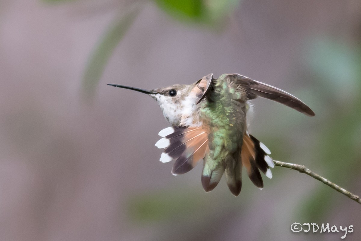 Rufous Hummingbird - Jonathan Mays