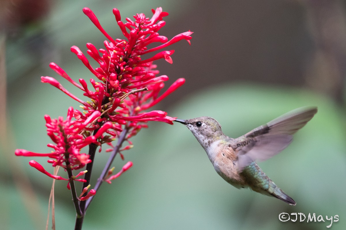 Rufous Hummingbird - ML285255491