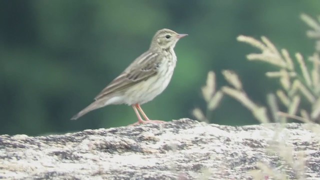 Tree Pipit - ML285256781