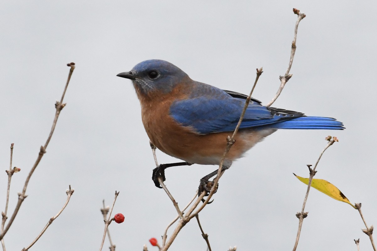 Eastern Bluebird - ML285258081