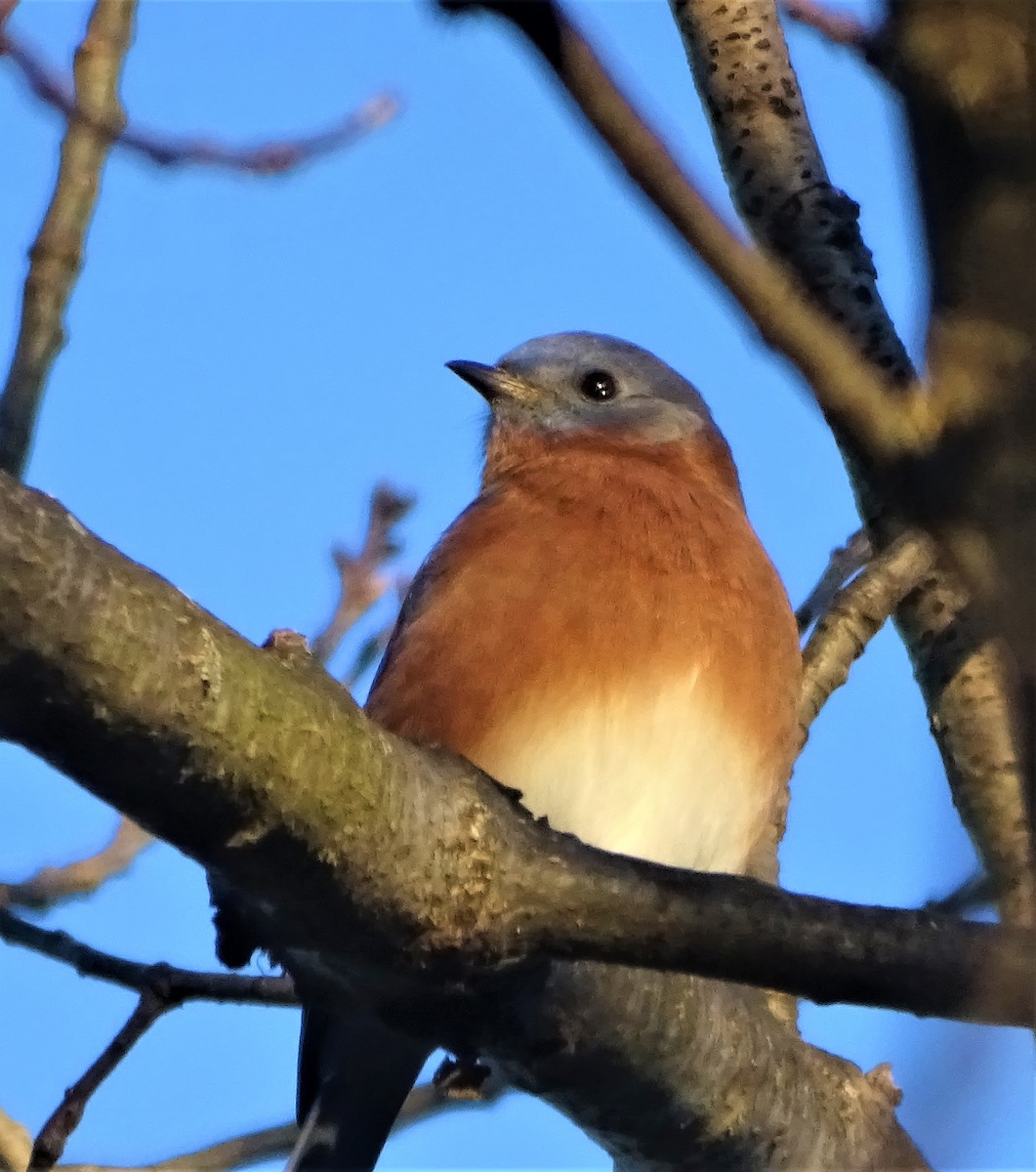 Eastern Bluebird - ML285259661