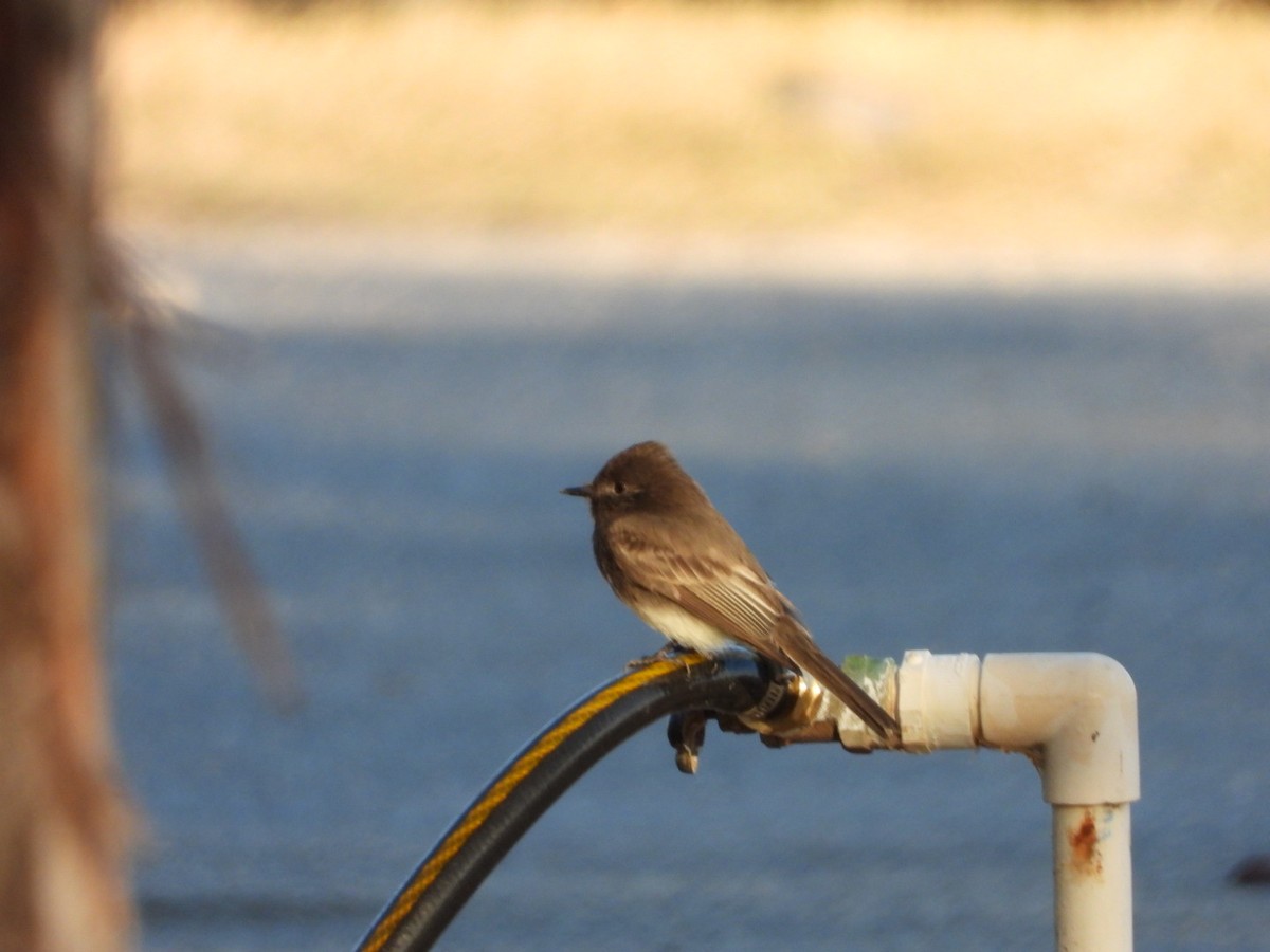 Black Phoebe - ML285264051