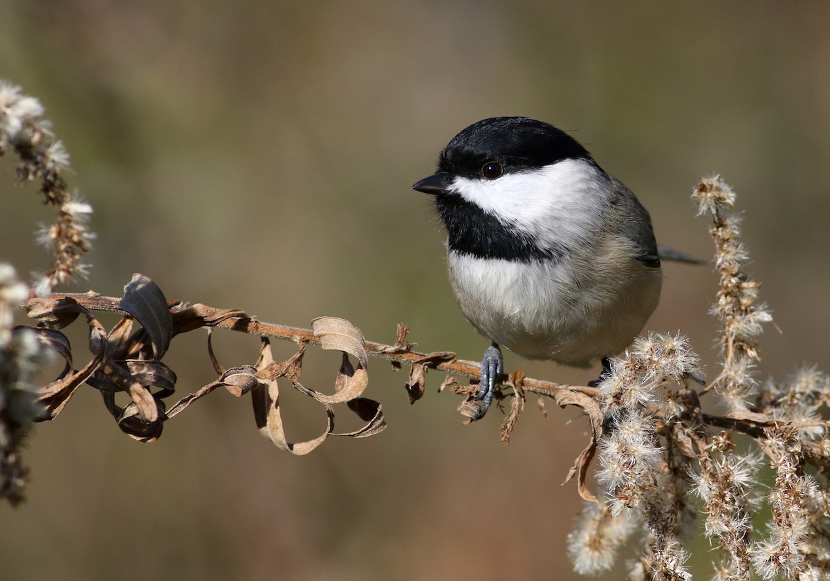 Carolina Chickadee - Max Nootbaar