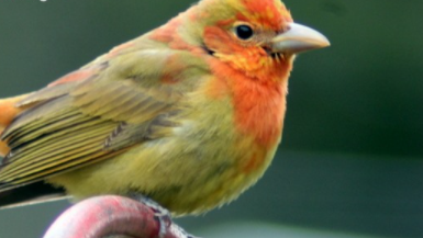 Summer Tanager - ML285266681