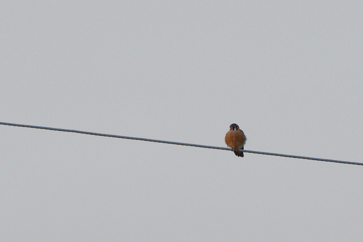 American Kestrel - ML285266941