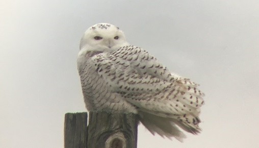 Snowy Owl - ML285267301