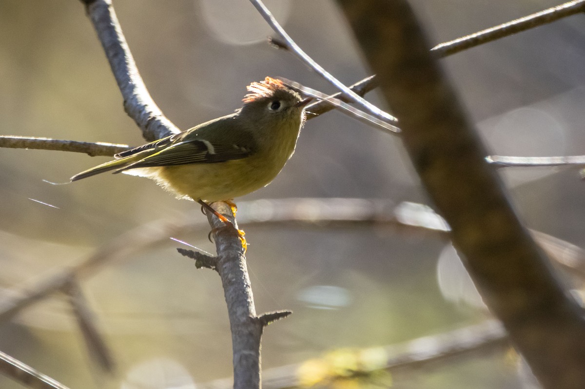 Ruby-crowned Kinglet - ML285268471