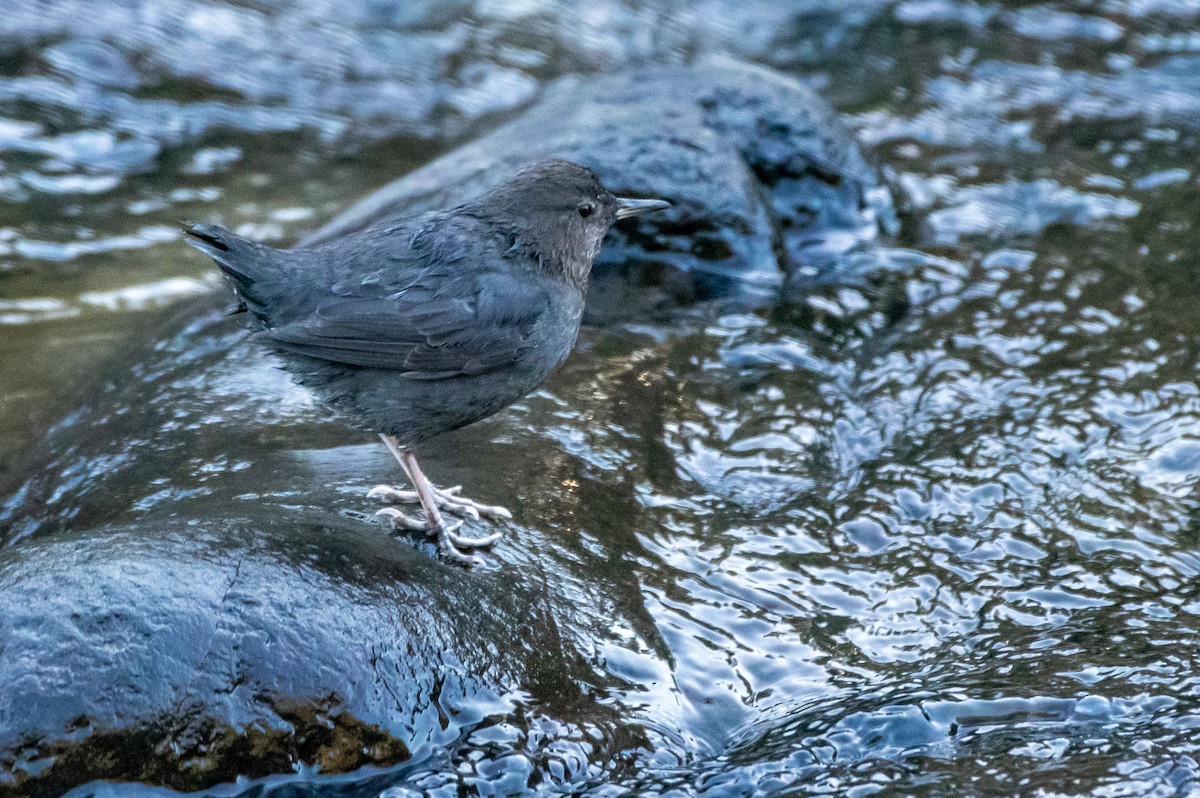 American Dipper - ML285268621