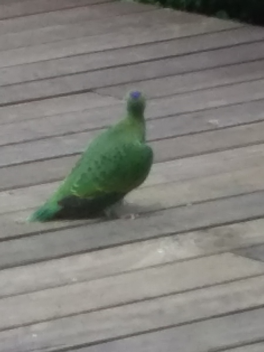 Superb Fruit-Dove - Kim Farley