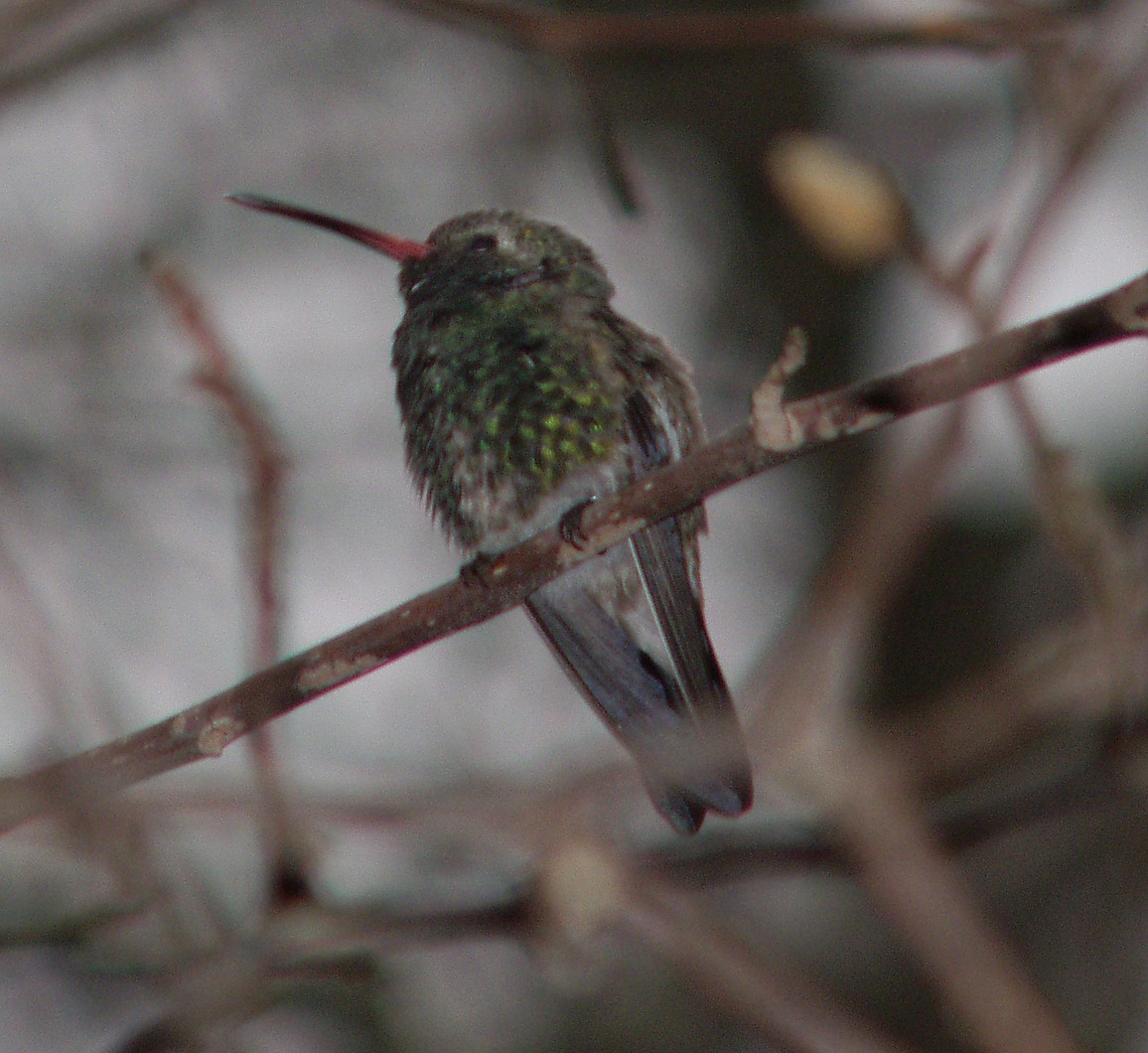 Colibrí Piquiancho Común - ML285270241