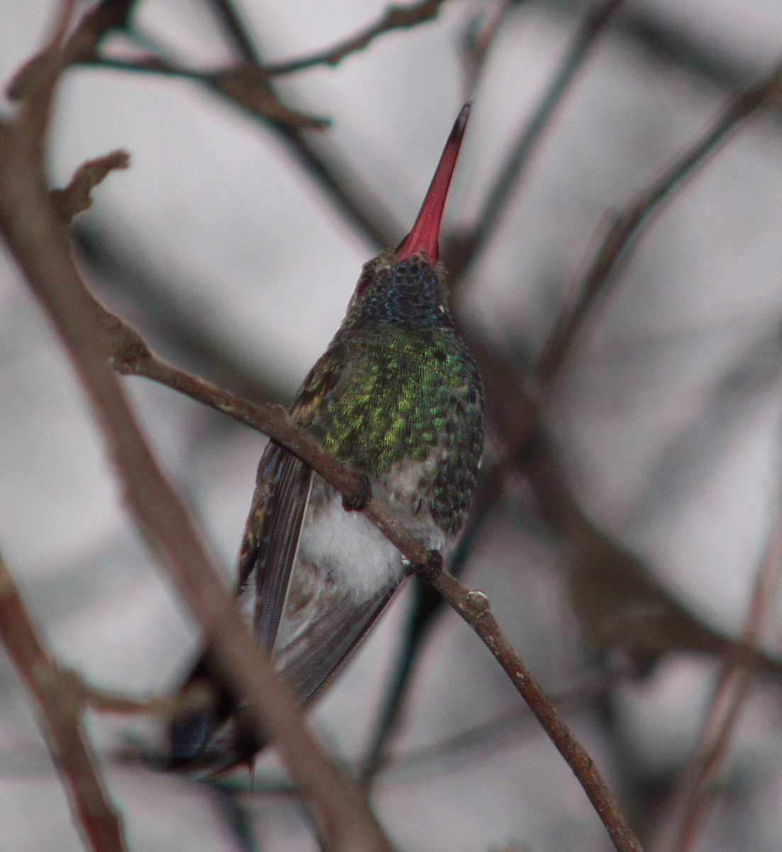 Broad-billed Hummingbird - Gary Graves