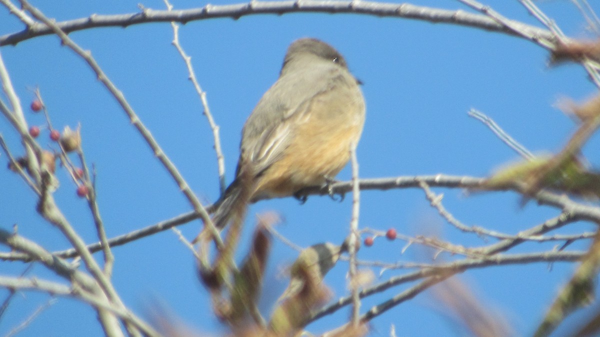 Say's Phoebe - ML285271121
