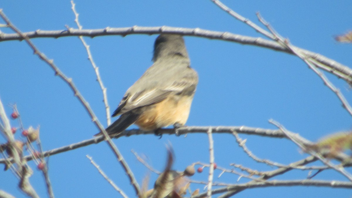 Say's Phoebe - ML285271131