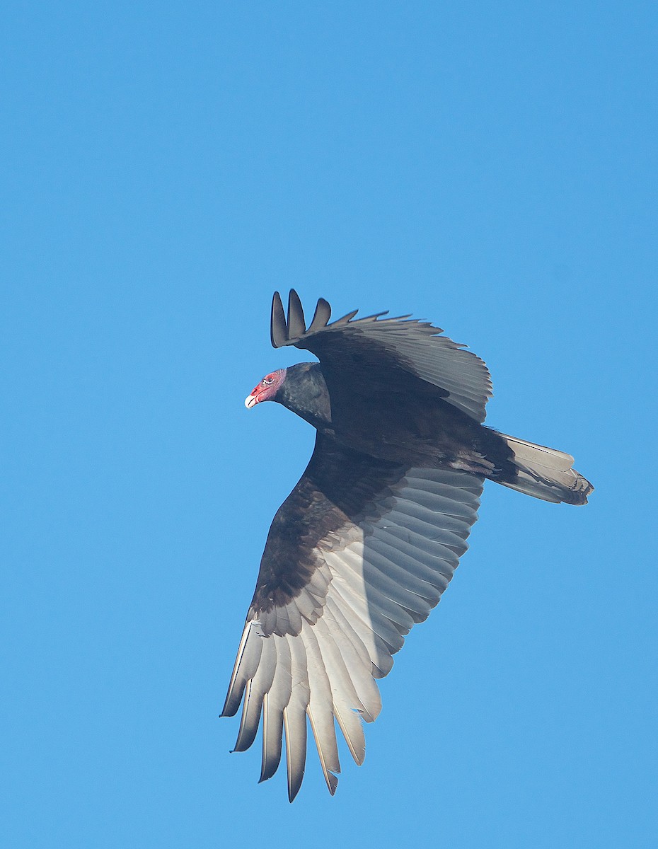 Turkey Vulture - ML285271531