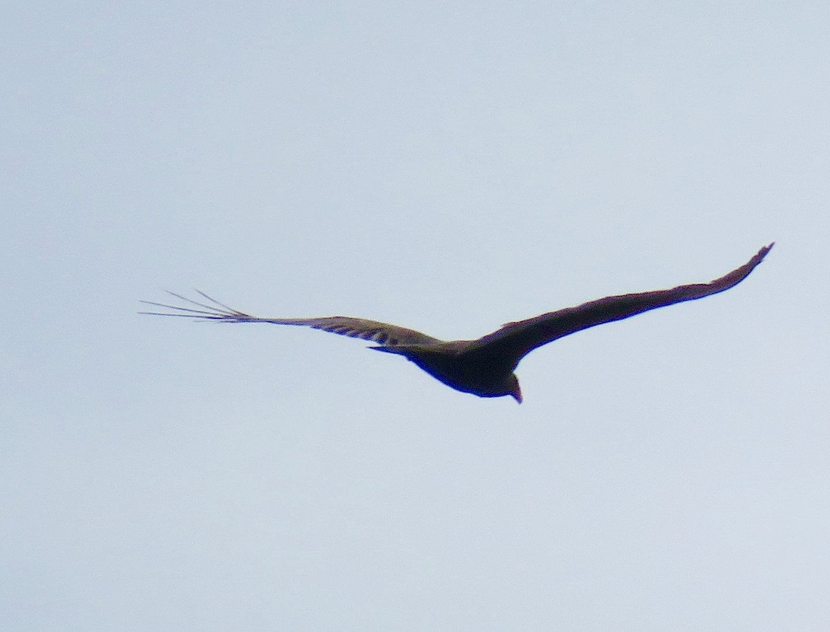 Turkey Vulture - Jennifer Rycenga