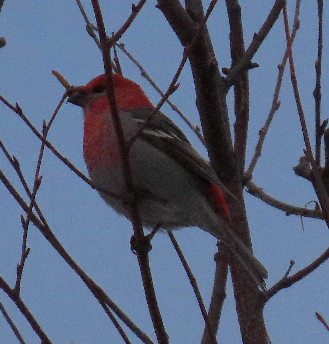 Pine Grosbeak - ML285273891