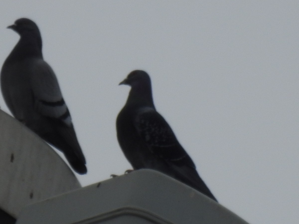 Rock Pigeon (Feral Pigeon) - ML285274241