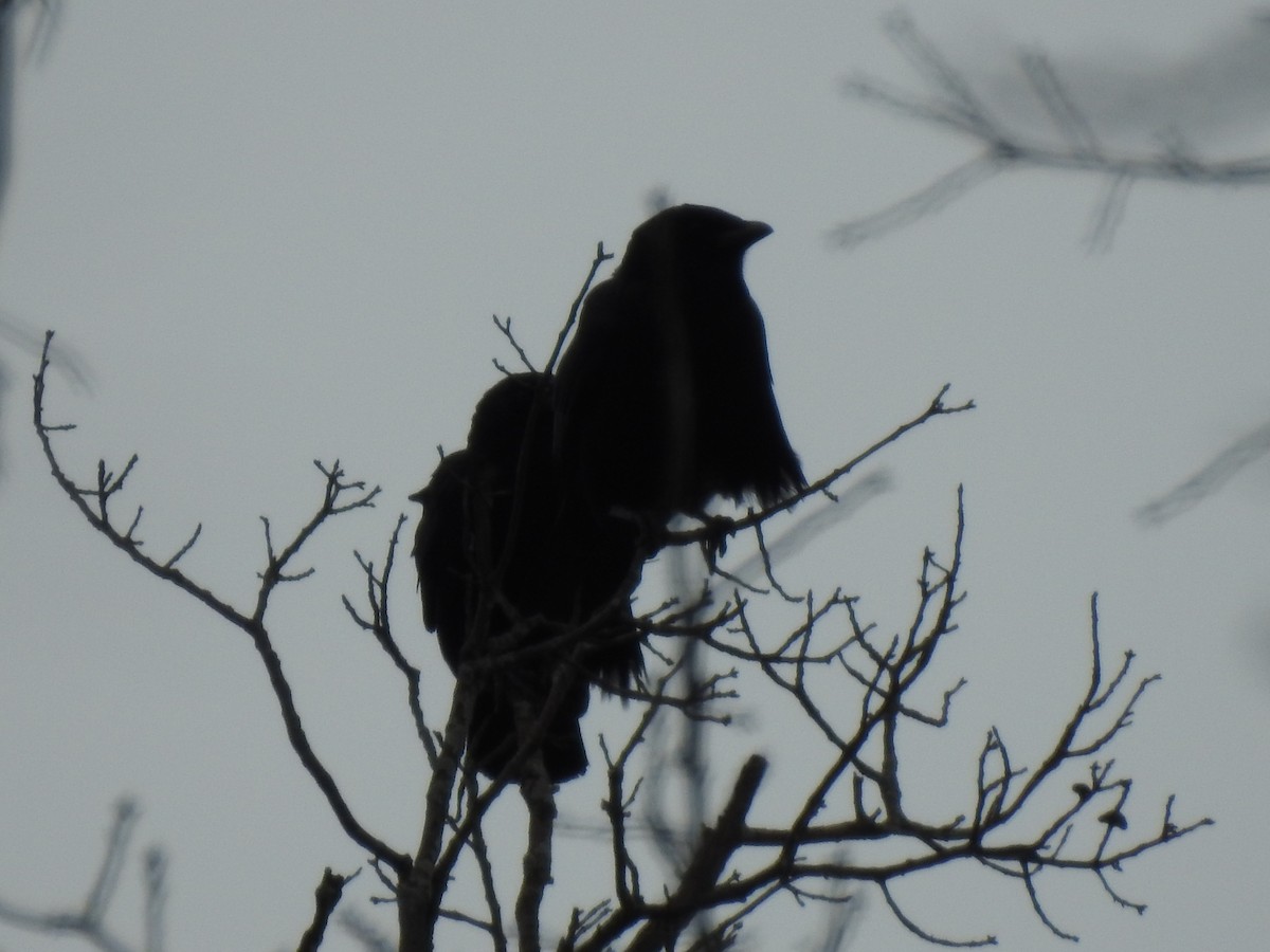 American Crow - ML285274261