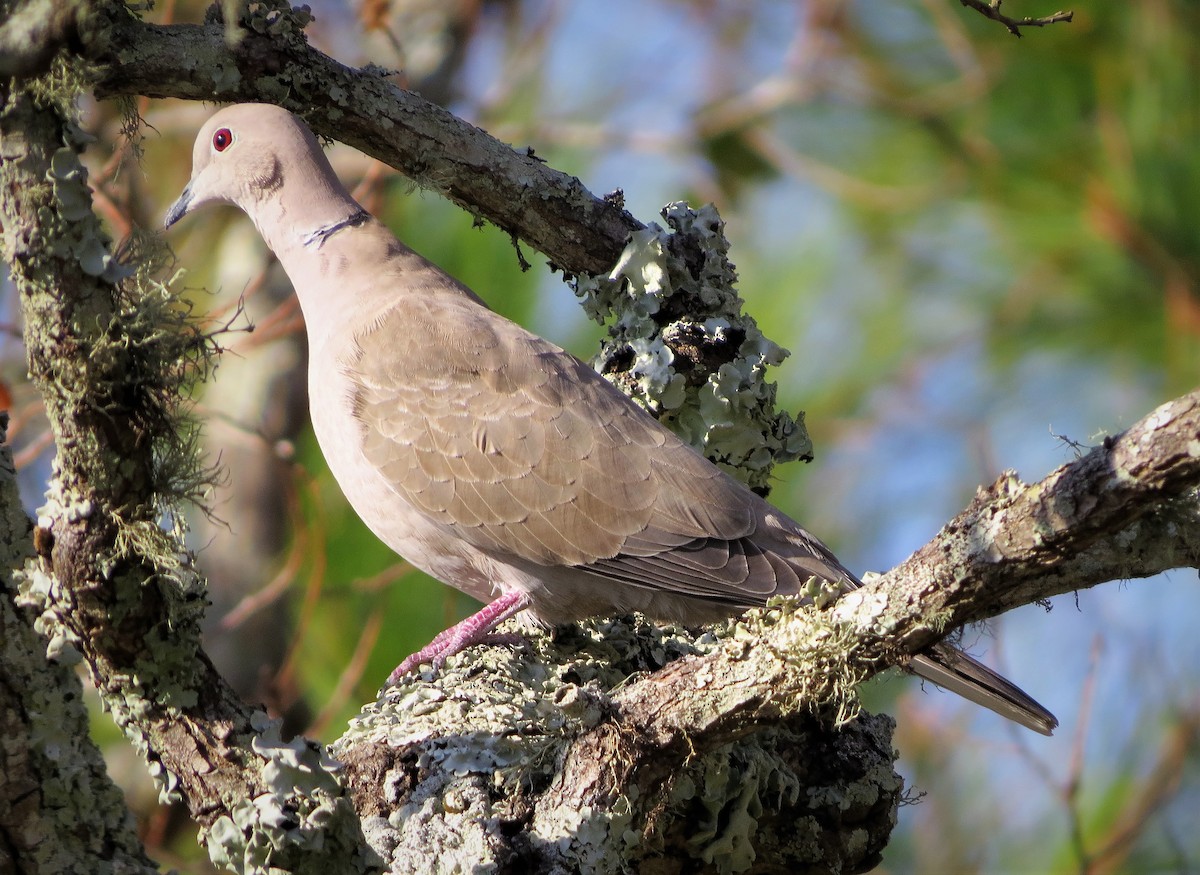 Eurasian Collared-Dove - Brian Johnston