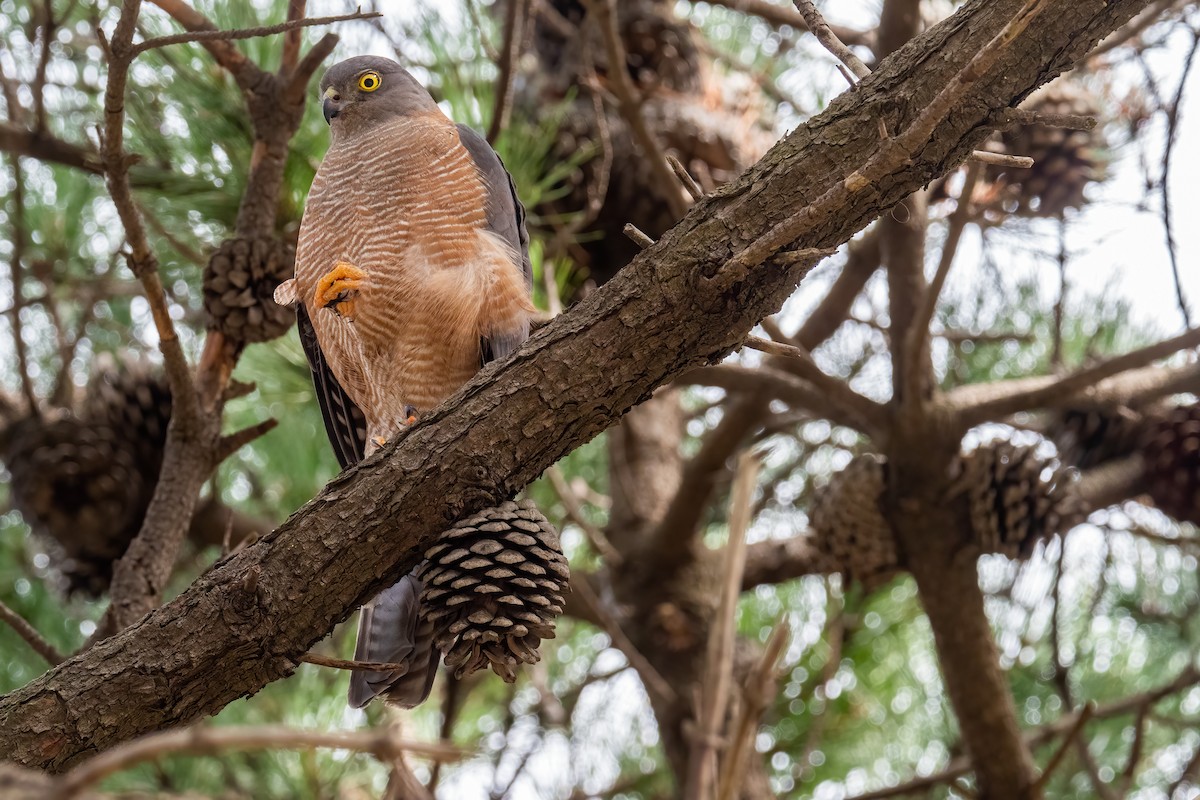 Collared Sparrowhawk - Riley Metcalfe