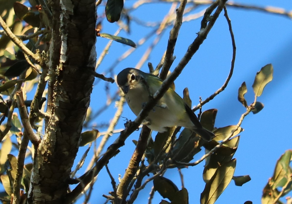 Blue-headed Vireo - ML285276371