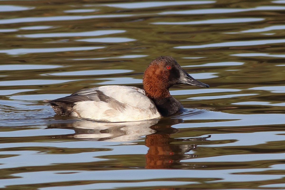 Canvasback - J Tanner