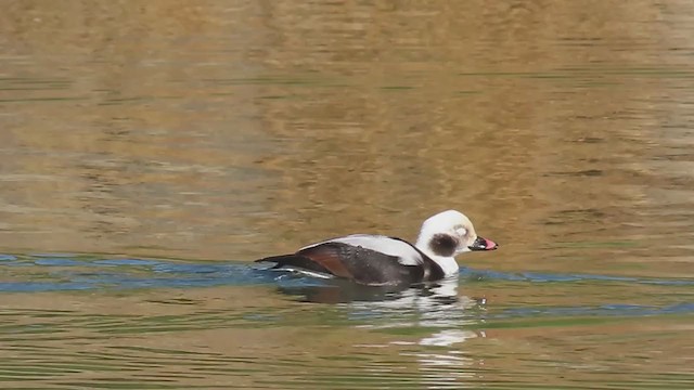 Long-tailed Duck - ML285281451