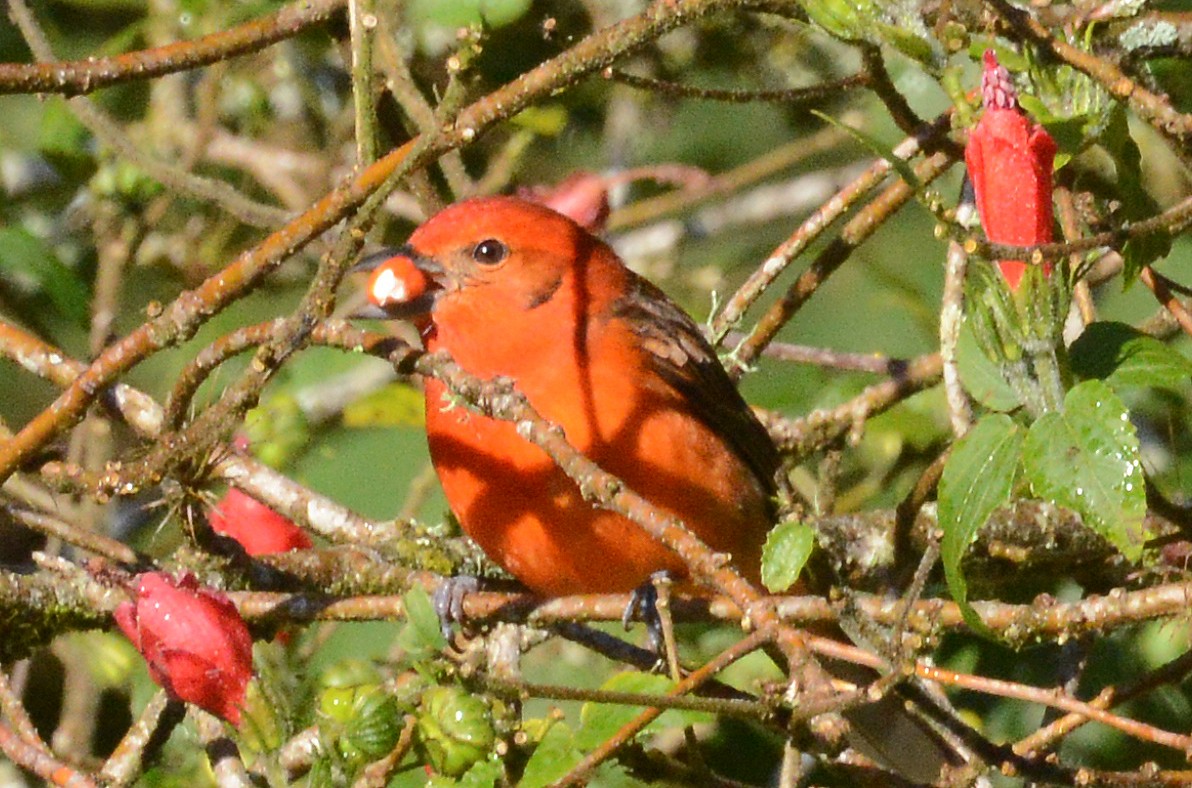 Flame-colored Tanager - ML285281861