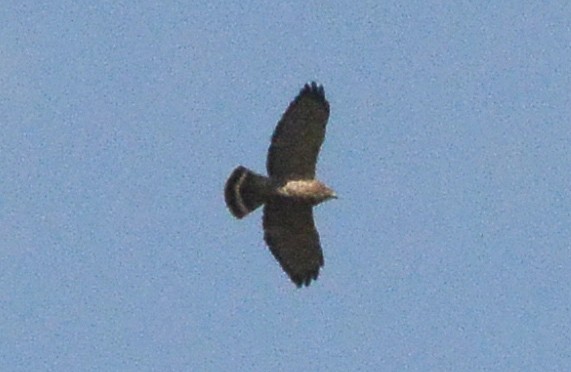 Broad-winged Hawk (Northern) - ML285282651