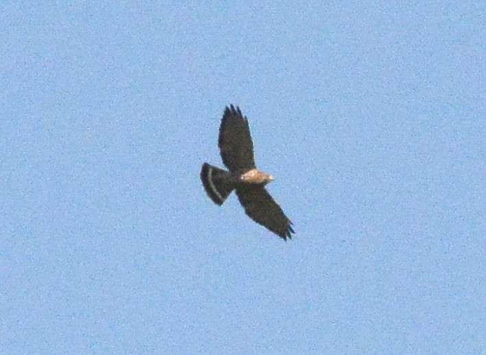 Broad-winged Hawk (Northern) - ML285282661