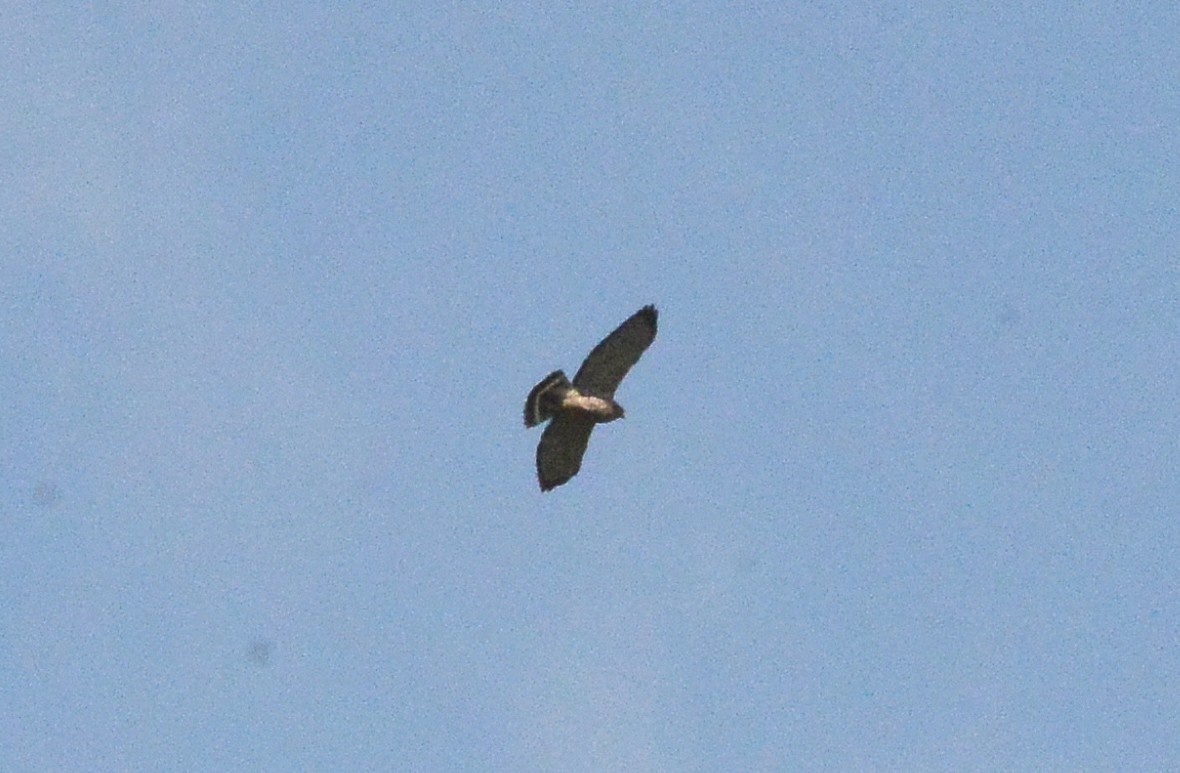 Broad-winged Hawk (Northern) - ML285282681