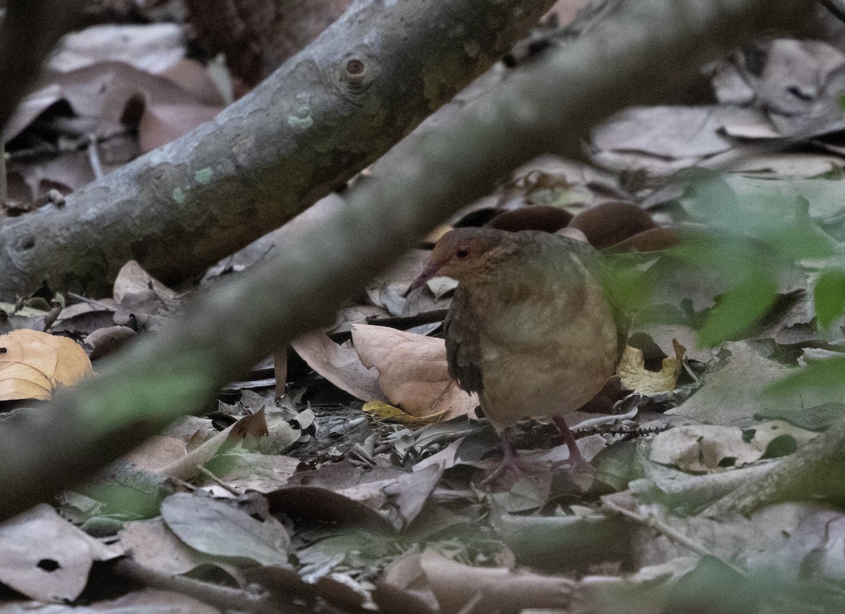 Ruddy Quail-Dove - ML285283731