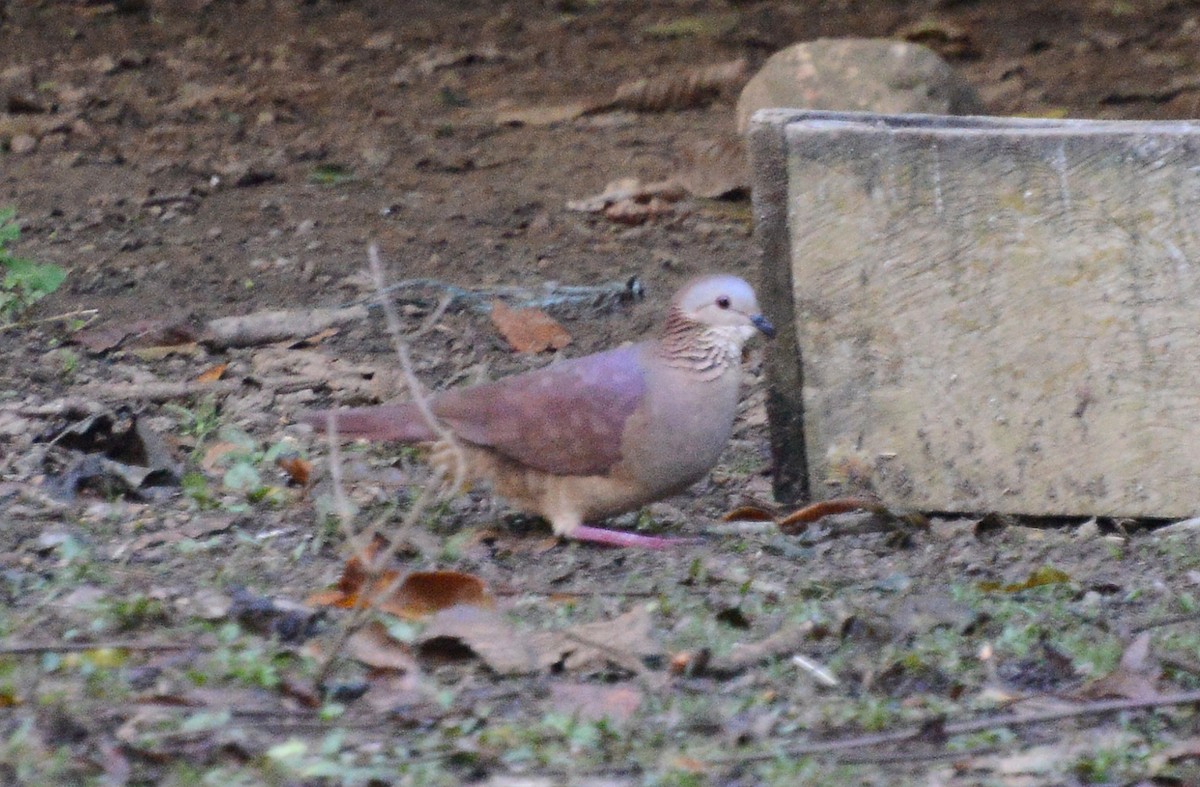 White-faced Quail-Dove - ML285284661