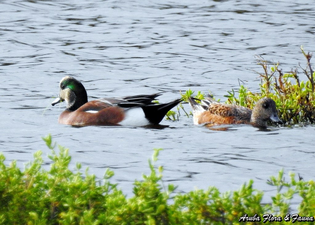 American Wigeon - ML285285301