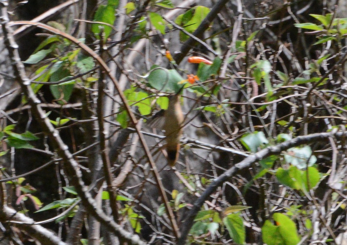 kolibřík pestroocasý - ML285286931