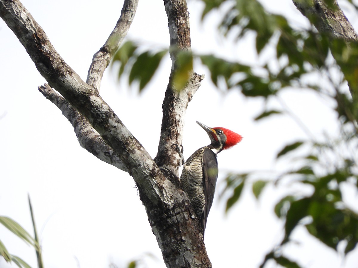 Lineated Woodpecker - ML285287581