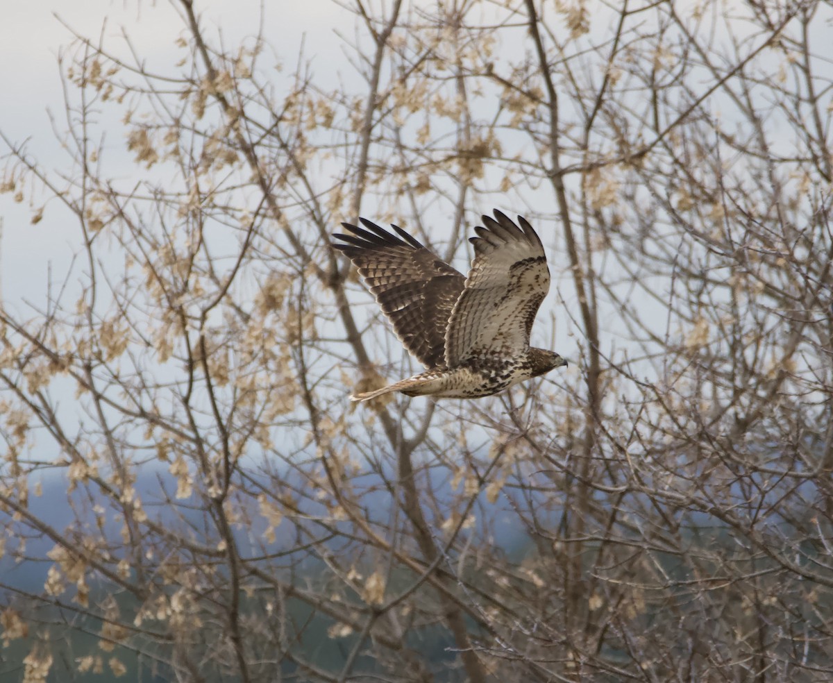 Red-tailed Hawk - ML285288411