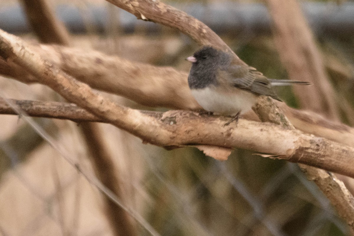 Junco Ojioscuro - ML285288701