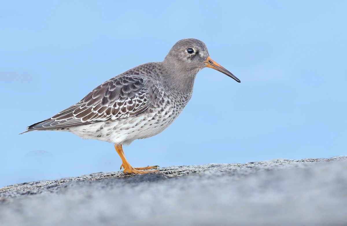 Purple Sandpiper - Ryan Schain