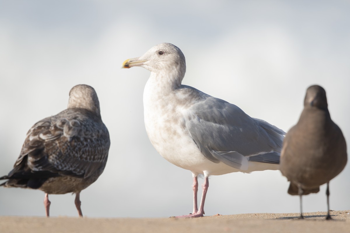 Glaucous-winged Gull - ML285296591